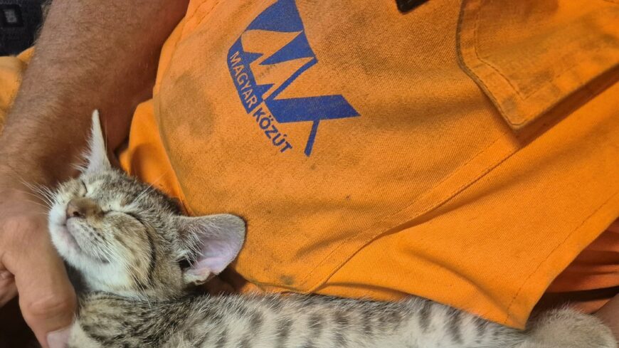 img_A_ceg_embersegbol_ujfent_bizonyitott-2