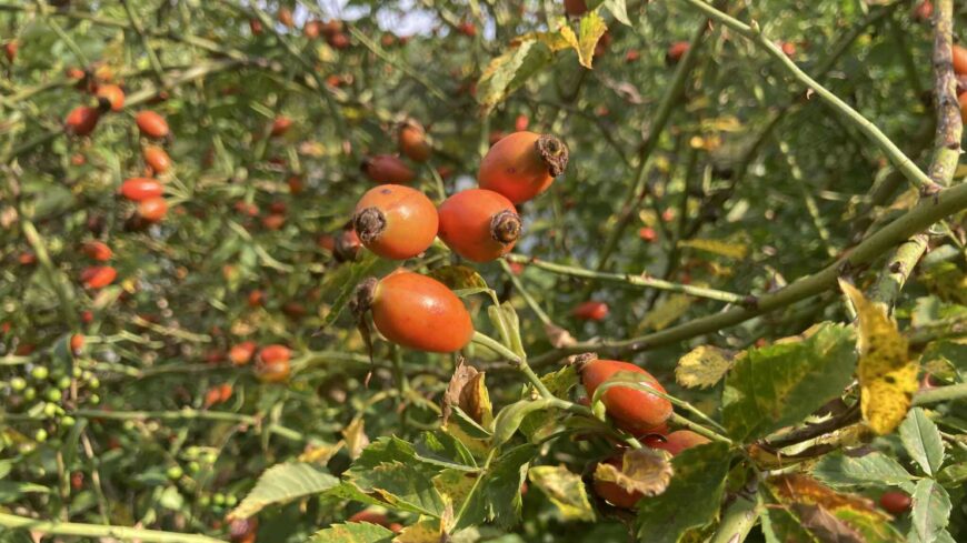 img_Igazi__kirandulo_idonk_lesz_szombaton-2