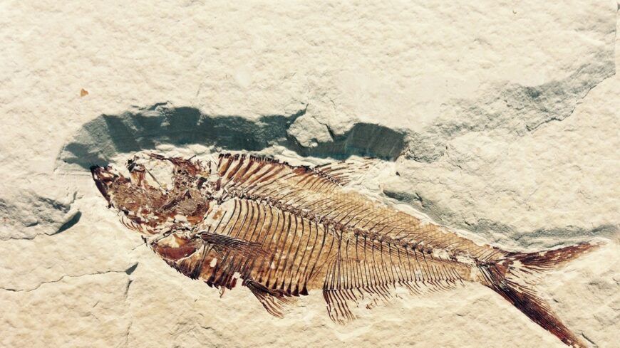 img_Kulonleges_oslenytani_leletek_kerultek_elo_a_sumegi_kofejtokbol-2