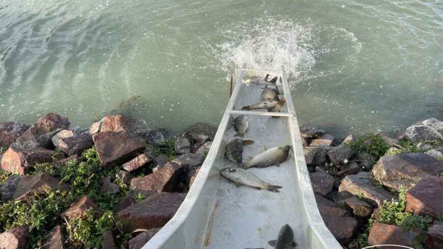 img_Megkezdodott_a_balatoni_oszi_haltelepites