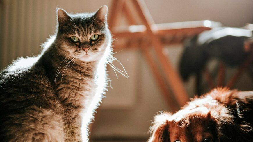 img_Mit_jelent_az_ebzarlat_es_a_legeltetesi_tilalom_-3