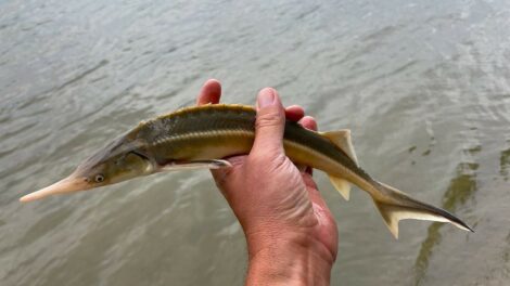 Stabil és sokszínű a Duna halfaunája