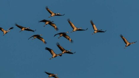 Őszi darulesekre várják a látogatókat a Fehér-tóhoz