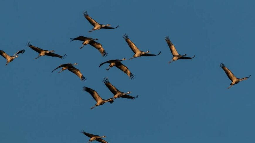 img_oszi_darulesekre_varjak_a_latogatokat_a_Feher-tohoz