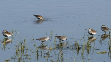 Felmérték a pannon szikes sztyeppék és mocsarak madárvilágát