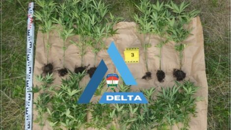 Felszámolták két arlói férfi ültetvényét