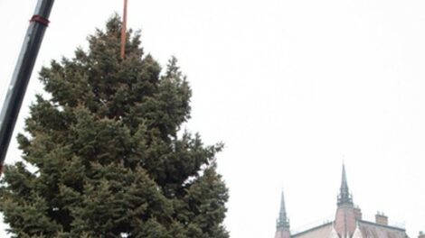 Hétfő reggel érkezik meg a Kossuth térre az ország karácsonyfája
