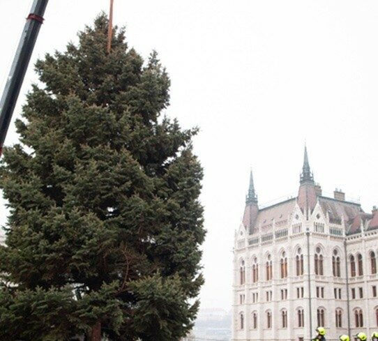 img_Hetfo_reggel_erkezik_meg_a_Kossuth_terre_az_orszag_karacsonyfaja
