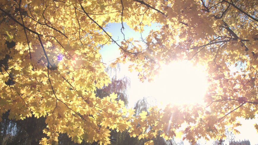 img_Kellemes_oszi_idovel_indul_a_november-1