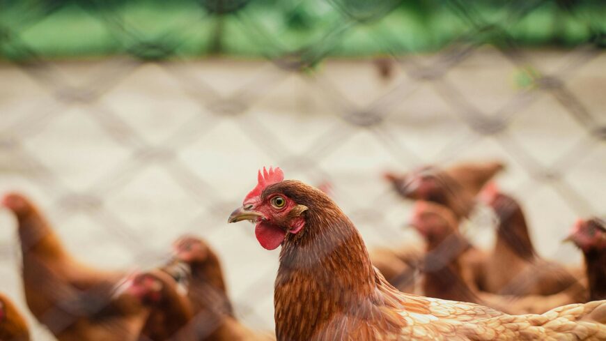 img_Lelotte_a_csirkeit_pusztito_ebet__jogeros_a_penzbuntetes-1