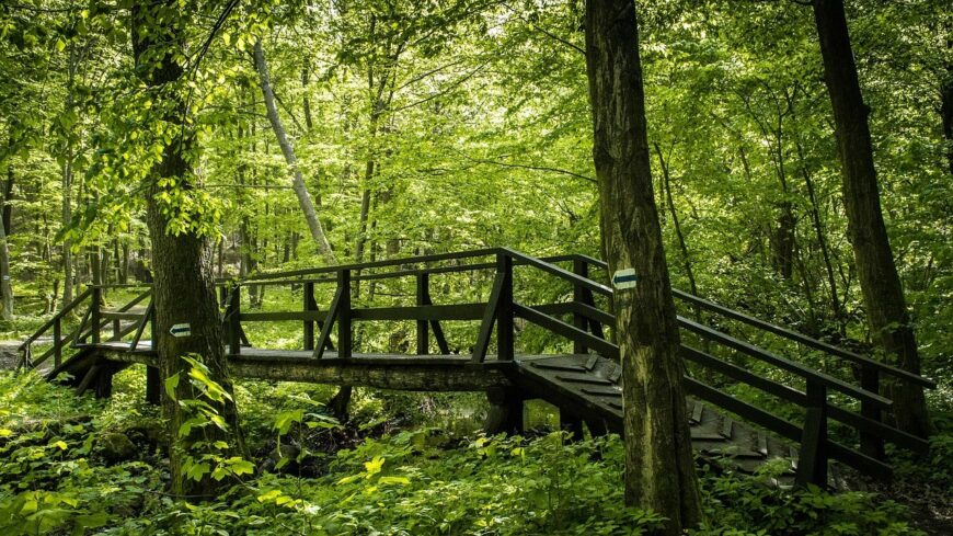 img_Noi_kosarlabda_Euroliga_-hazai_palyan_nyert_a_DVTK