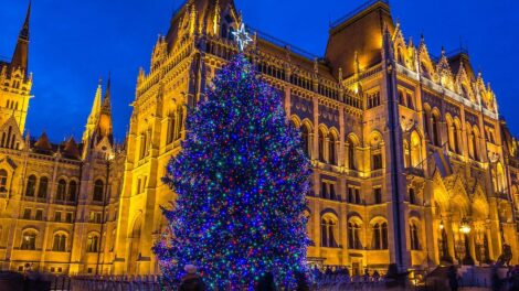 Nyírségből érkezik az idei ország karácsonyfája
