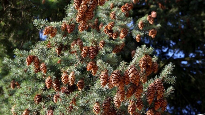 img_Tobozszuretet_tartanak_a_Folly_Arboretumban-1