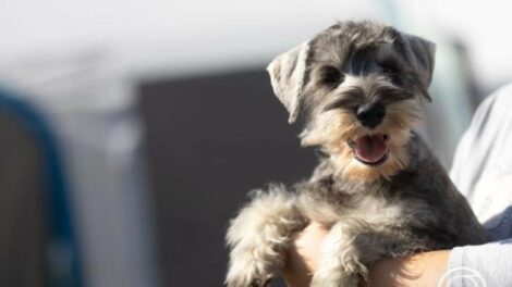 A háziállatok védelmére hívják fel a figyelmet a szilveszteri tűzijátékok idején az állatvédők