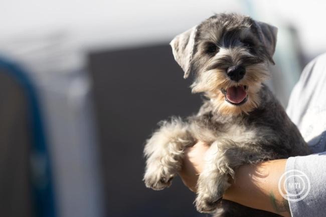 img_A_haziallatok_vedelmere_hivjak_fel_a_figyelmet_a_szilveszteri_tuzijatekok_idejen_az_allatvedok-1