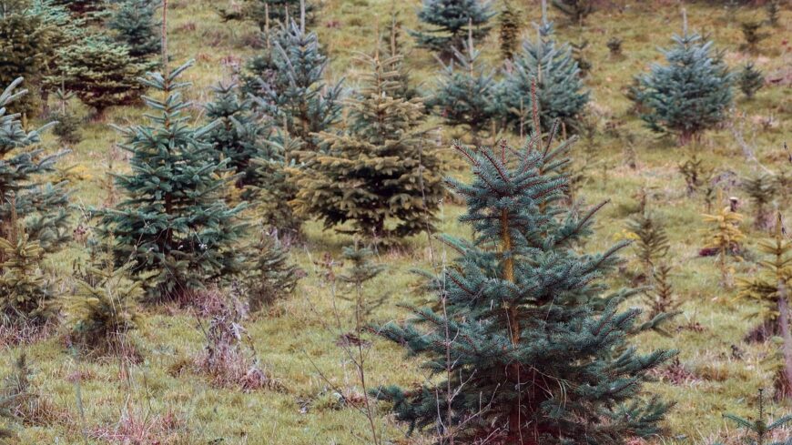 img_A_mufenyonel_zoldebb_az_igazi