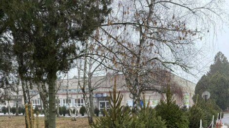 A belvárosi fenyőfák téli pihenőhelyükre kerültek