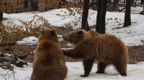 A macik megjósolják meddig tart még a tél