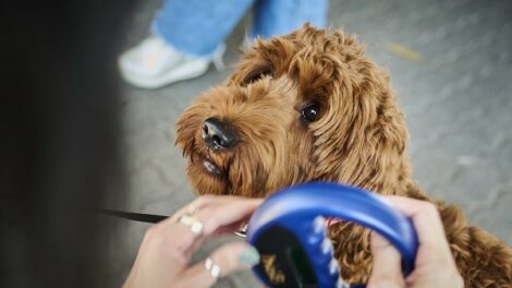 Chipolvasással mentik az elkóborolt kutyákat