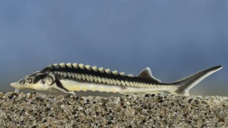 Igazi különlegesség lett az év hala