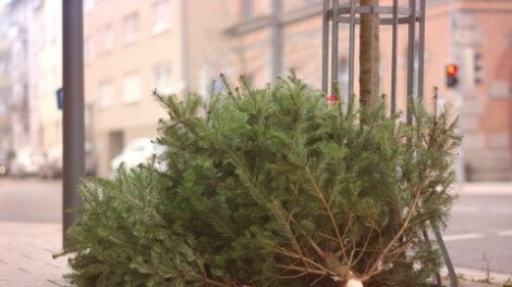 Jövő héten elkezdik Miskolcon a kidobott karácsonyfák elszállítását