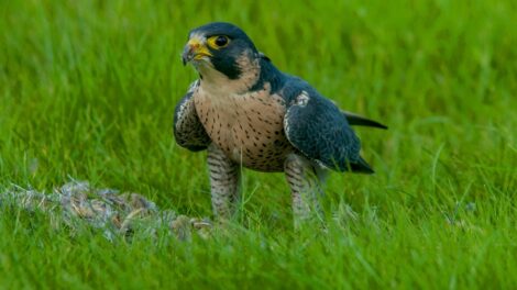 Kezdődik a 23. Országos Sasszinkron