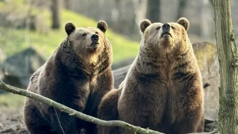 Medvejóslás Szegeden