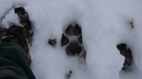 A Bükkben élő farkascsalád legalább hat egyedből áll