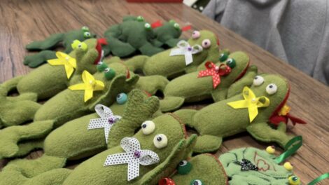 A békák már a varrodában sorakoznak és várják a miskolci Kocsonyafesztivált