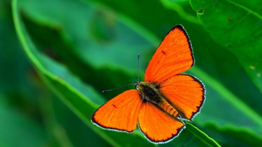 img_Az_ev_lepkeje_2026-ban_a_nagy_tuzlepke-2