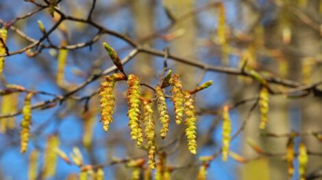 Elindult az idei pollenszezon