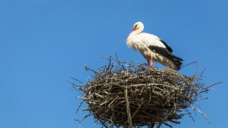 Megérkeztek az első gólyák