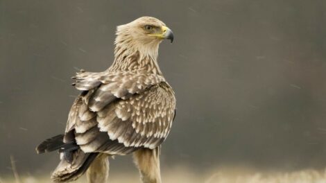 Elkészült a 2026-os sasleltár