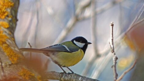 Ezt csináld, ha levél helyett, fészket találsz a postaládában: mesterséges odúkkal is megelőzhető a széncinegék postaládákba fészkelése