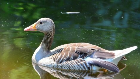 Játékos ismeretterjesztés a víz világnapján a Miskolci Állatkertben