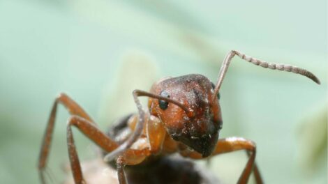 Mit taníthatnak nekünk a hangyák?