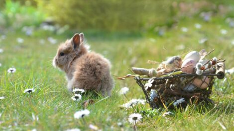 Ne ajándékozzunk élő állatot húsvétra!