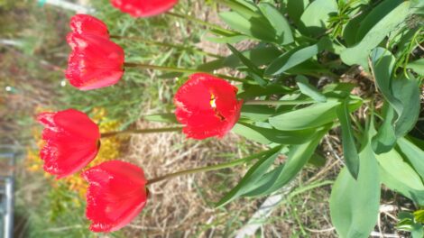 A hét végéig örülhetünk a kellemes tavasznak