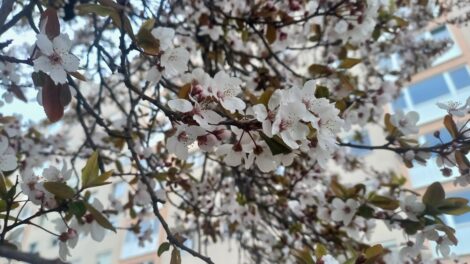 A következő napokban a fagy és a hózápor sem kizárt