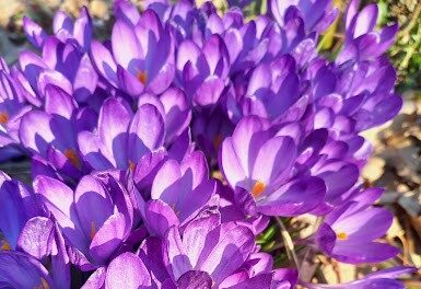 Fagyos reggelre ébredhettünk pénteken, de hétvégétől ismét tavasz lesz