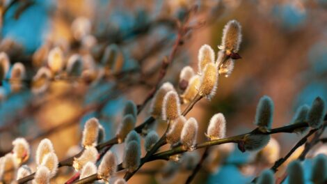 Nagyszombat Jézus sírban pihenésének ideje