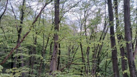 Naposabb lesz az idő és emelkedik a hőmérséklet