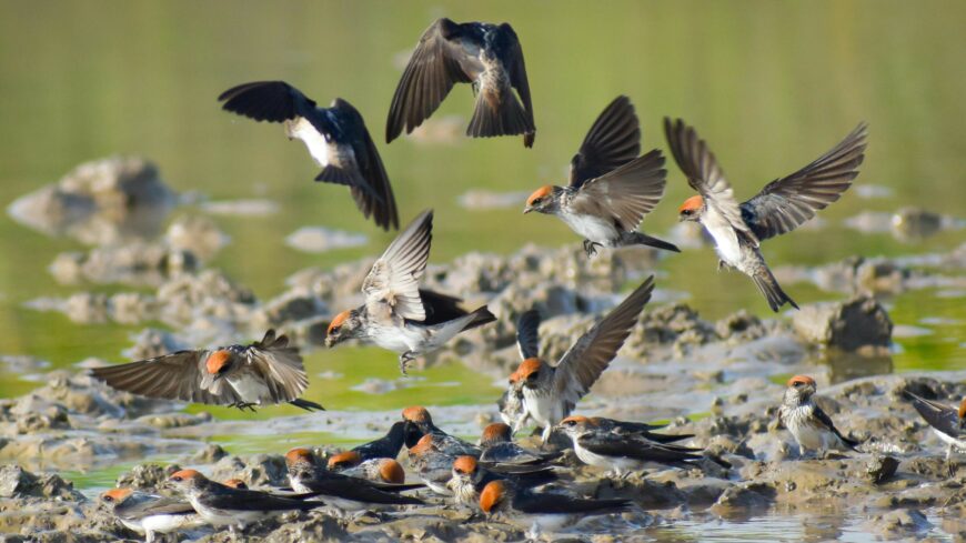 img_Sargyujtokkel_segithetjuk_a_fecskek_feszekrakasat-1