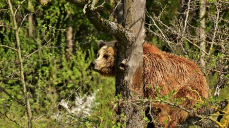 Medvéket láttak az Aggteleki Nemzeti Park területén