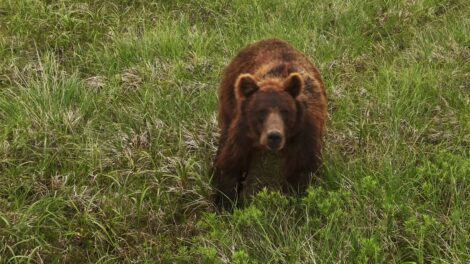 Újra medvét láttak Borsodban: figyelmeztetést adott ki az Aggteleki Nemzeti Park