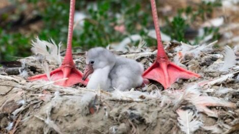 Flamingófiókák keltek ki a Nyíregyházi Állatparkban