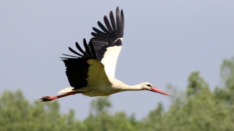 Változott a költöző madarak vonulásának időzítése