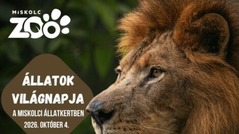 Egész napos programokkal várják a látogatókat az Állatok Világnapján Miskolcon