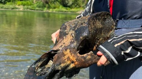 Ősi állatkoponya került elő a Tisza medréből