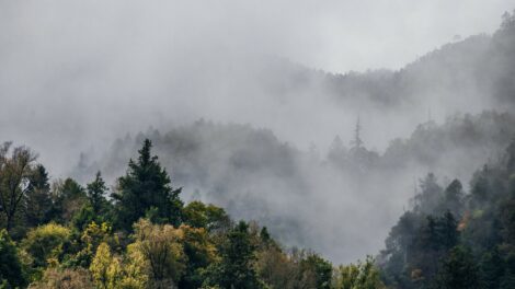 Olcsóbbá tehetné a klímasemlegesség elérését, ha tovább maradnának a fák az erdőkben